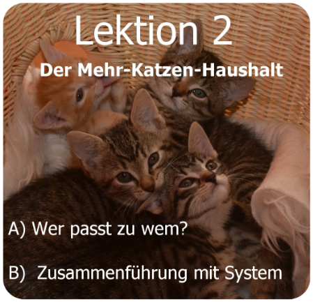 Der Mehrkatzen-Haushalt