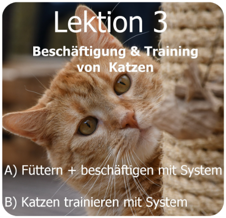 Beutefangspiele für Katzen 